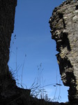 SX09370 Long grass growing on window in Restormel Castle.jpg